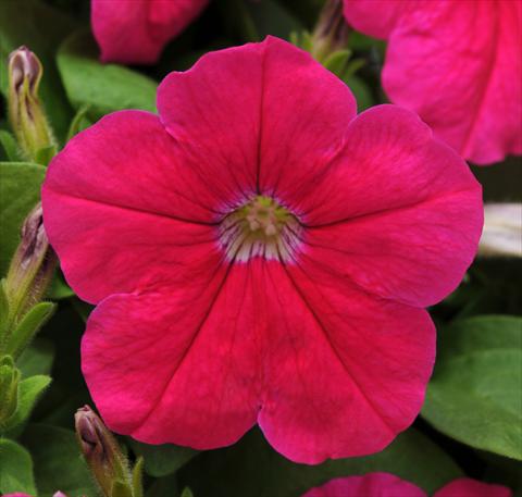 Foto fiore da  Vaso, balcone, basket Petunia multiflora Lo Rider Pink