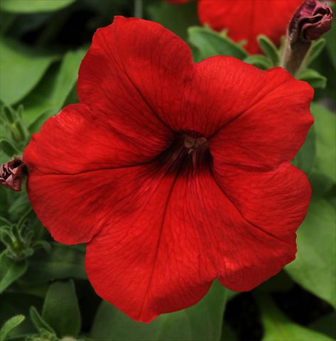 Foto fiore da  Vaso, balcone, basket Petunia multiflora Lo Rider Red