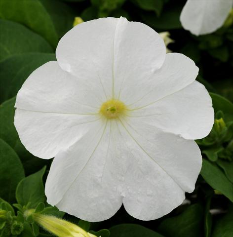 Foto fiore da  Vaso, balcone, basket Petunia multiflora Lo Rider White