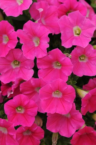 Foto fiore da  Vaso, balcone, basket Petunia x hybrida Shock Wave™ Rose