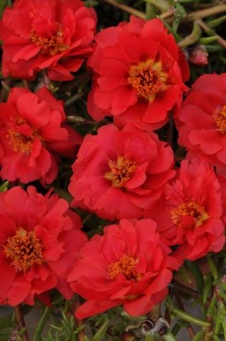 Foto fiore da  Vaso, aiuola, balcone, basket Portulaca Happy Trails Deep Red