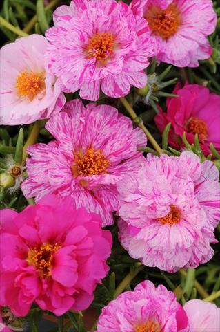 Foto fiore da  Vaso, aiuola, balcone, basket Portulaca Happy Trails Peppermint