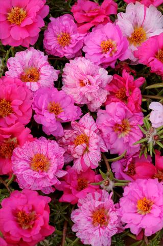 Foto fiore da  Vaso, aiuola, balcone, basket Portulaca Happy Trails Pink Passion Mixture