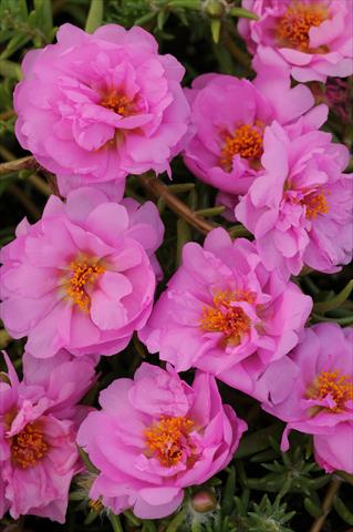 Foto fiore da  Vaso, aiuola, balcone, basket Portulaca Happy Trails Pink