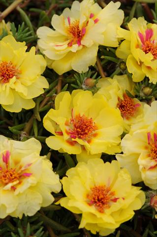 Foto fiore da  Vaso, aiuola, balcone, basket Portulaca Happy Trails Primrose