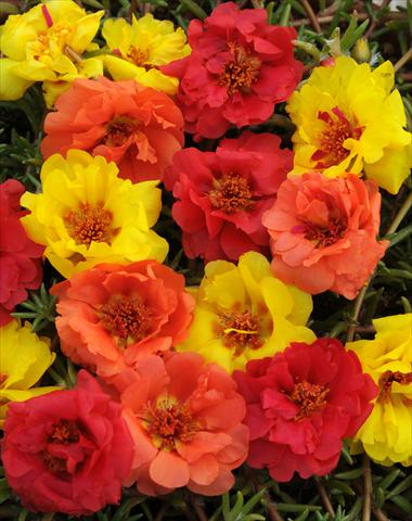 Foto fiore da  Vaso, aiuola, balcone, basket Portulaca Happy Trails Tropical Mixture