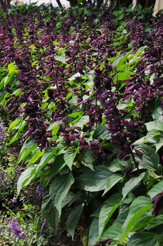 Foto fiore da  Vaso e aiola Salvia splendens Lighthouse Collection Purple