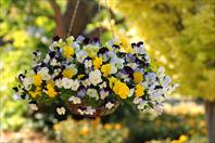 Cool Wave Pansies Mixture