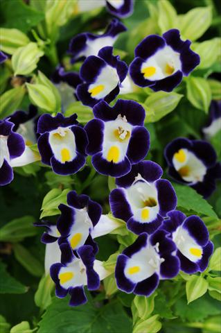 Foto fiore da  Vaso, balcone, basket Torenia Kauai Blue and White