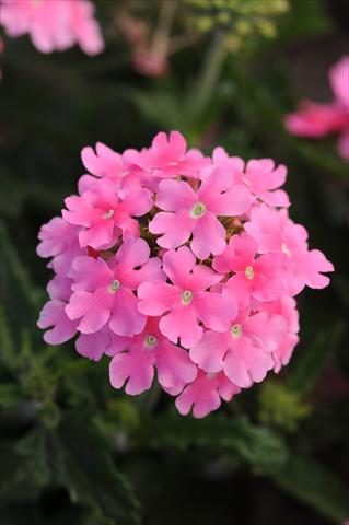 Foto fiore da  Vaso, balcone, basket Verbena Quartz XP Pink