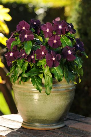 photo of flower to be used as: Pot and bedding Catharanthus roseus - Vinca Jams 