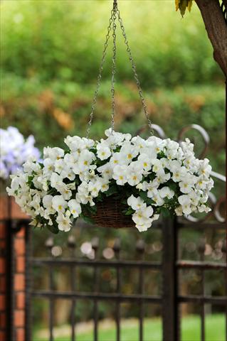 Foto fiore da  Vaso, aiuola, balcone, basket Viola wittrockiana Cool Wave White