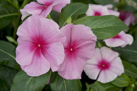 Foto fiore da  Vaso e aiola Catharanthus roseus - Vinca Cora Strawberry