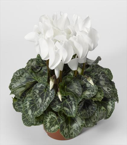 Foto fiore da  Basket o vaso Cyclamen persicum Rainier F1 White North