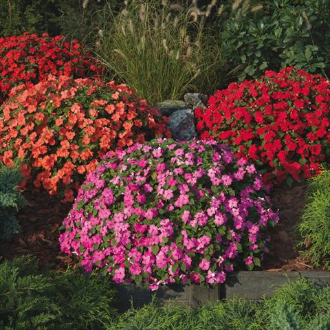 photo of flower to be used as: Pot and bedding Impatiens walleriana Tumbler F1