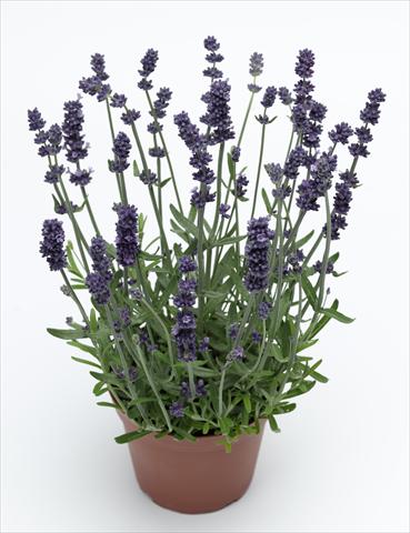 Foto fiore da  Vaso e aiola Lavandula angustifolia Sentivia Early Blue