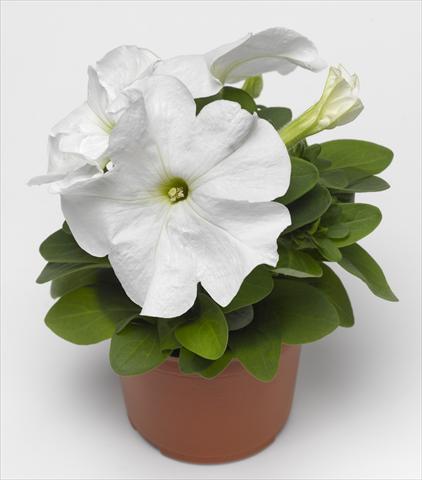 Foto fiore da  Vaso, aiuola, balcone, basket Petunia grandiflora Duvet White