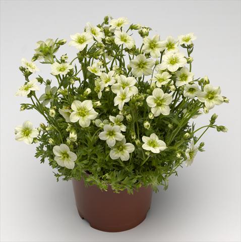 Foto fiore da  Vaso e aiola Saxifraga x arendsii Alpino Early Lime