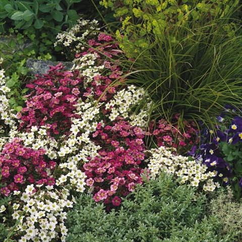 photo of flower to be used as: Pot and bedding Saxifraga x arendsii Alpino Early Neon Rose