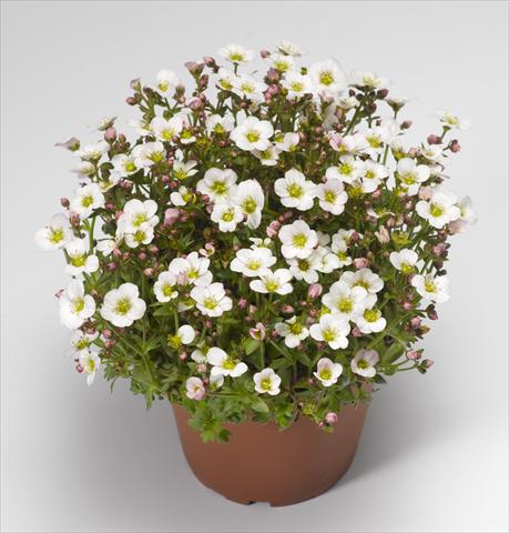 Foto fiore da  Vaso e aiola Saxifraga x arendsii Alpino Early White