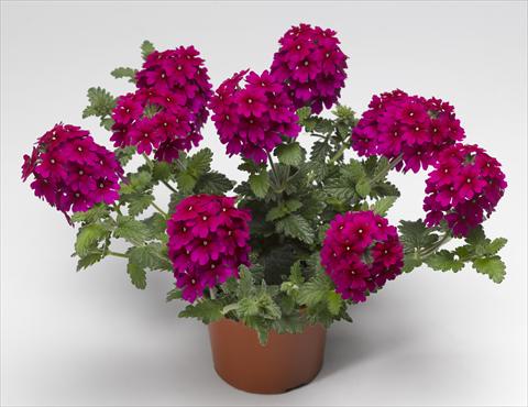 Foto fiore da  Vaso, balcone, basket Verbena hybrida Lanai® Magenta