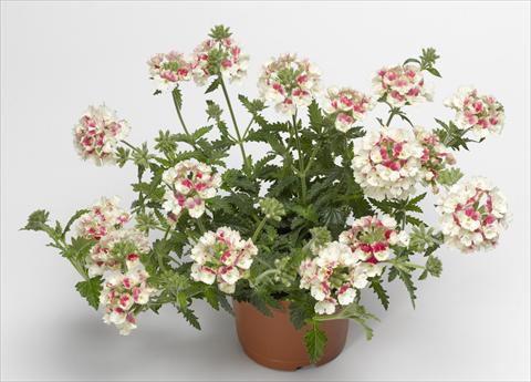 Foto fiore da  Vaso, balcone, basket Verbena hybrida Lanai® Vintage Rose