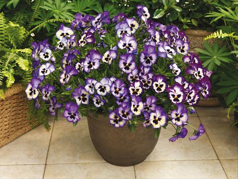 Foto fiore da  Vaso e aiola Viola wittrockiana Wonderfall™ F1 Blue Picotee Shades