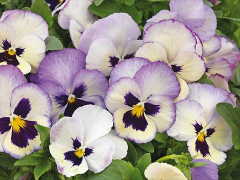 Foto fiore da  Vaso e aiola Viola wittrockiana Wonderfall™ F1 Lavender Picotee Shades