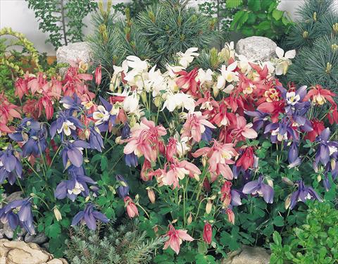 Foto fiore da  Vaso e aiola Aquilegia hybrida Spring Magic® Mix