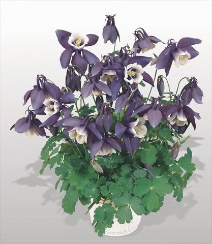 Foto fiore da  Vaso e aiola Aquilegia hybrida Spring Magic® Navy and White