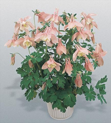 Foto fiore da  Vaso e aiola Aquilegia hybrida Spring Magic® Pink and White