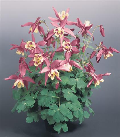 Foto fiore da  Vaso e aiola Aquilegia hybrida Spring Magic® Rose and Ivory