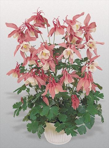 Foto fiore da  Vaso e aiola Aquilegia hybrida Spring Magic® Rose and White