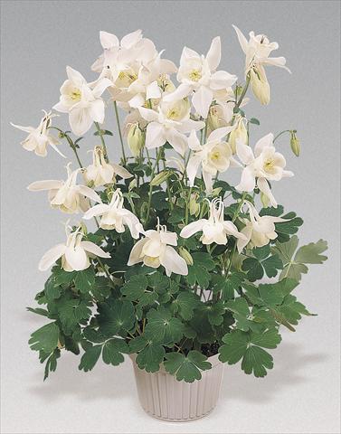 Foto fiore da  Vaso e aiola Aquilegia hybrida Spring Magic® White