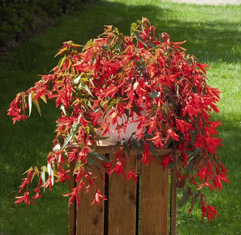 Foto fiore da  Basket vaso o aiuola Begonia boliviensis Santa Cruz Sunset