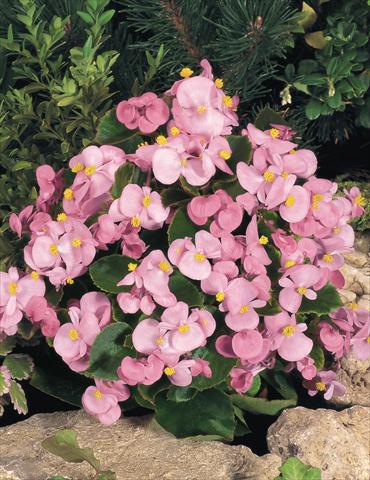 Foto fiore da  Vaso e aiola Begonia semperflorens Sprint Pink