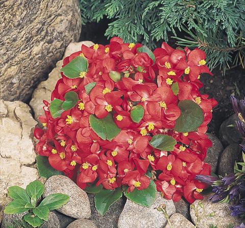 Foto fiore da  Vaso e aiola Begonia semperflorens Sprint Red