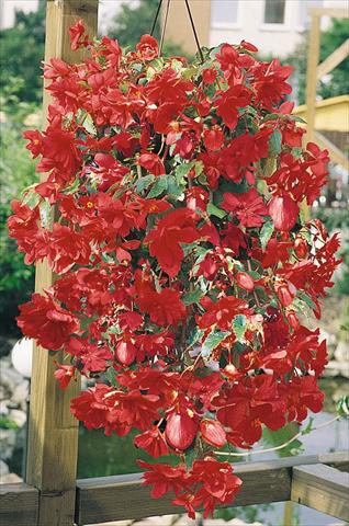 photo of flower to be used as: Pot, bedding, patio, basket Begonia tuberhybrida Illumination® Rose