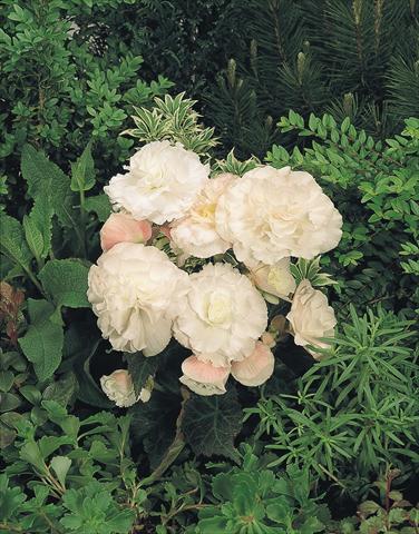 Foto fiore da  Vaso, aiuola, balcone, basket Begonia tuberhybrida NonStop® Apple Blossom