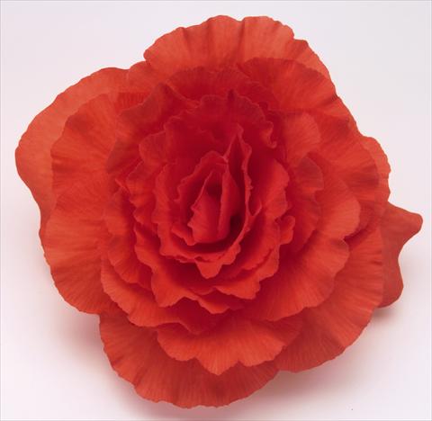 photo of flower to be used as: Pot, bedding, patio, basket Begonia tuberhybrida NonStop® Deep Salmon