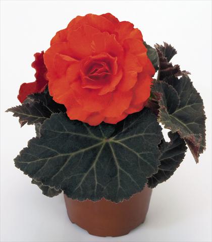 Foto fiore da  Vaso, aiuola, balcone, basket Begonia tuberhybrida NonStop® Mocca Deep Orange