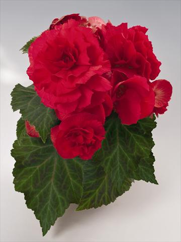 Foto fiore da  Vaso, aiuola, balcone, basket Begonia tuberhybrida NonStop® Red