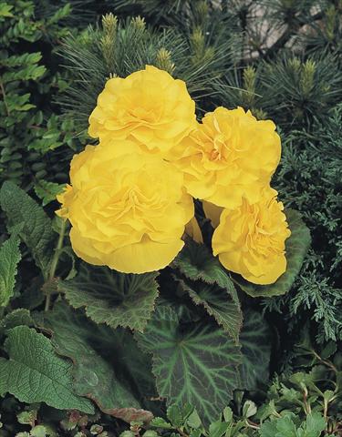 Foto fiore da  Vaso, aiuola, balcone, basket Begonia tuberhybrida NonStop® Yellow