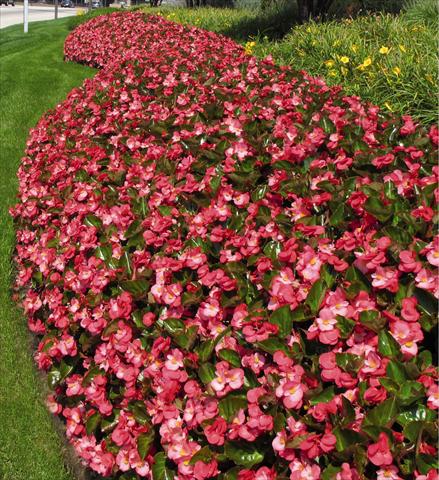 Foto fiore da  Vaso e aiola Begonia x benariensis BIG Rose with Bronze Leaf