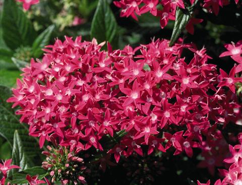 Foto fiore da  Vaso e aiola Pentas lanceolata Kaleidoscope Deep Rose