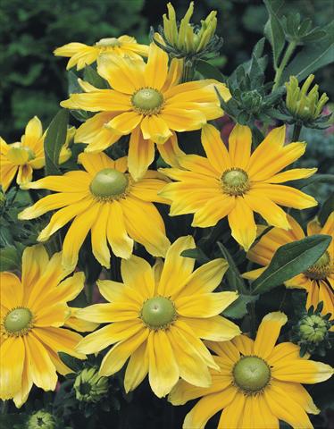 photo of flower to be used as: Bedding / border plant Rudbeckia hirta Prairie Sun