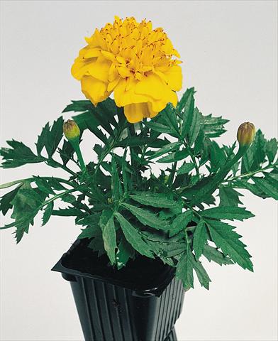 Foto fiore da  Aiuola e/o bordura Tagetes patula Hero™ Gold