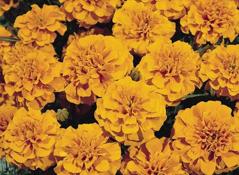 Foto fiore da  Aiuola e/o bordura Tagetes patula Hero™ Orange