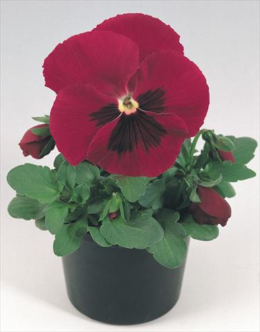 Foto fiore da  Vaso e aiola Viola wittrockiana Inspire® Carmine with Blotch