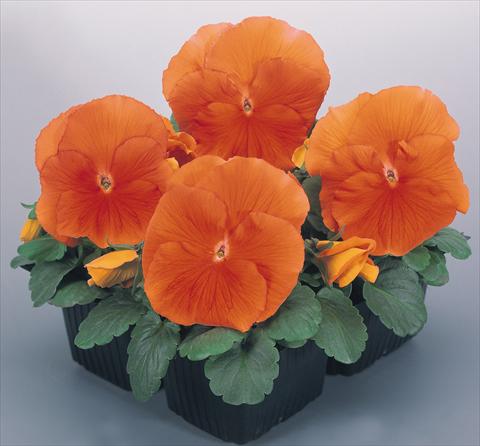 Foto fiore da  Vaso e aiola Viola wittrockiana Inspire® Deep Orange